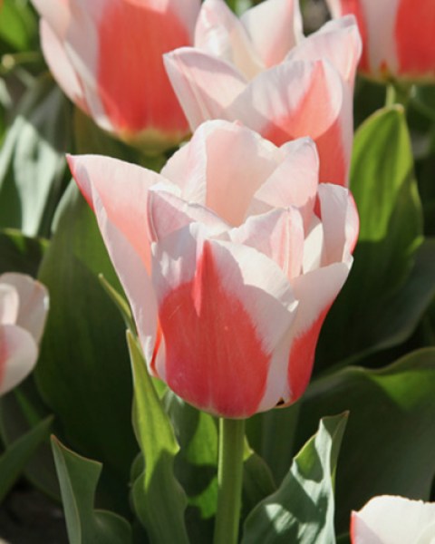 willem van den akker.jpg